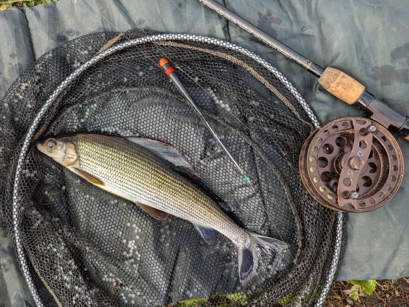 Fish from one of our pools